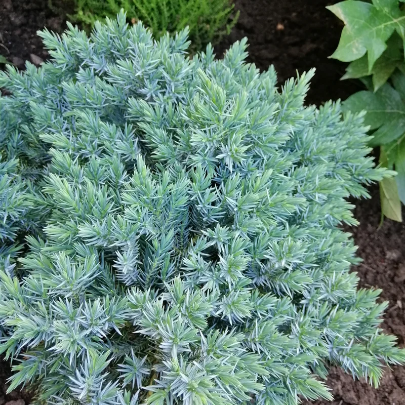 Genévrier nain ‘Blue Star’ ( Juniperus squamata ‘Blue Star’)