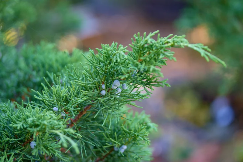 Genévrier des Rocheuses ‘Moffetii’ ( Juniperus scopulorum ‘Moffetii’)