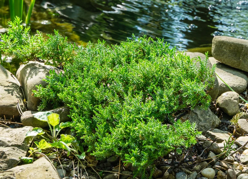 Genévrier rampant nain ‘Nana’ ( Juniperus procumbens ‘Nana’)