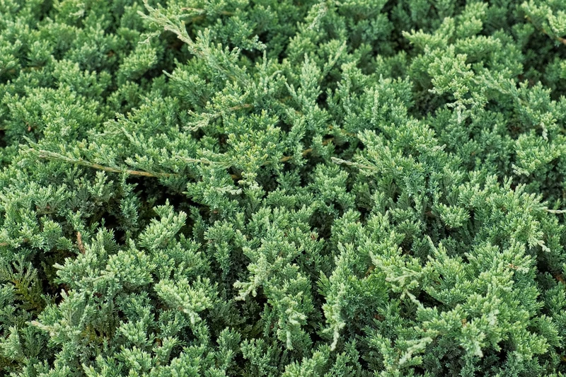 Genévrier rampant nain ‘Nana’ ( Juniperus procumbens ‘Nana’)
