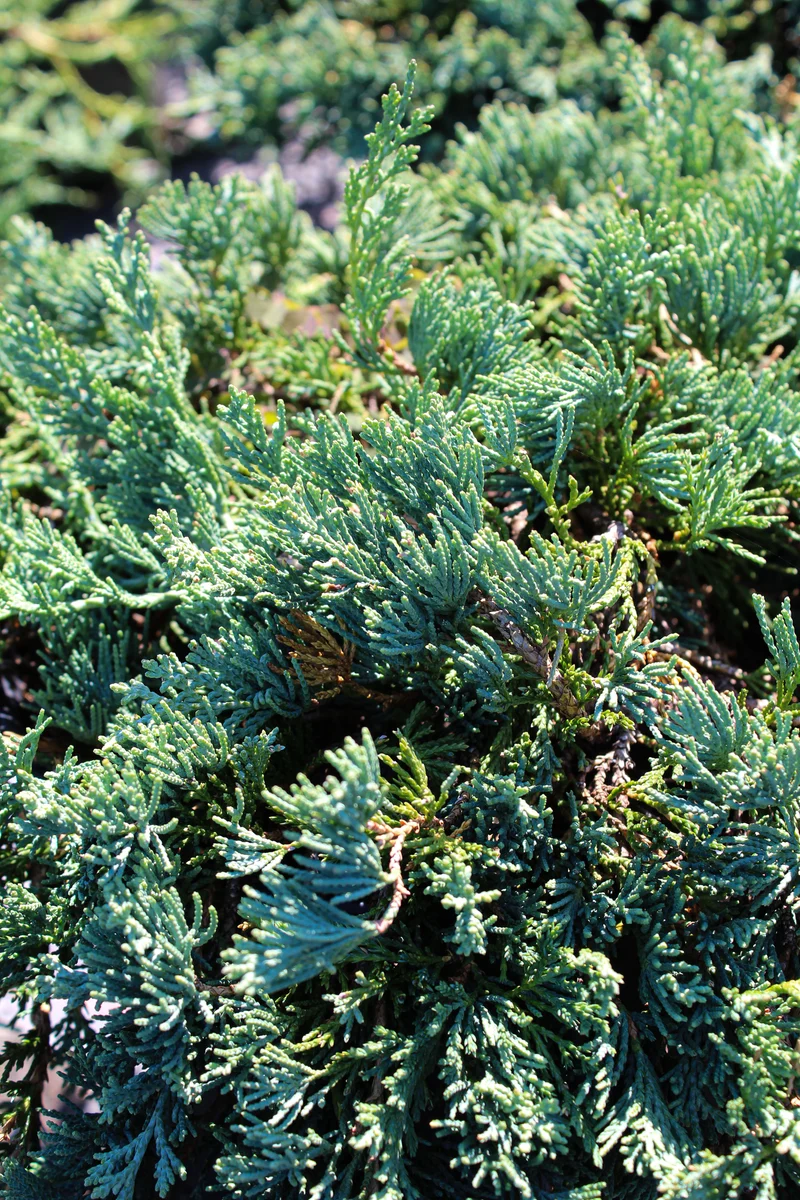 Genévrier rampant ‘Wiltonii’ ( Juniperus horizontalis ‘Wiltonii’)