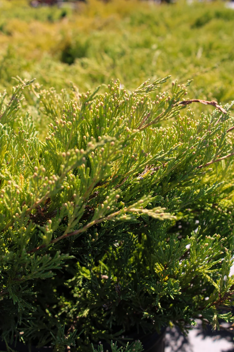 Genévrier horizontal ‘Plumosa Compacta’ ( Juniperus horizontalis ‘Plumosa Compacta’)