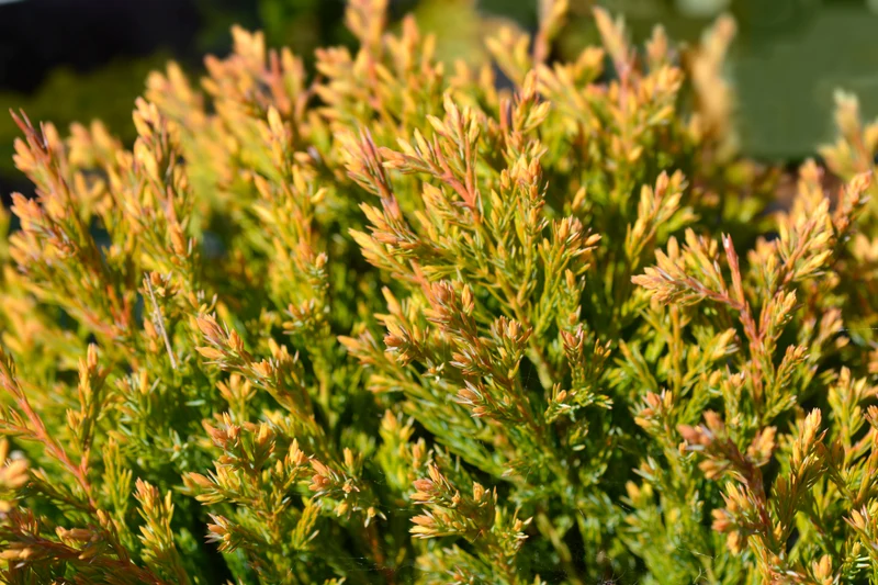 Genévrier rampant ‘Lime Glow’ ( Juniperus horizontalis ‘Lime Glow’)