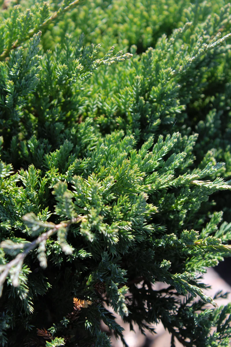 Genévrier rampant ‘Blue Chip’ ( Juniperus horizontalis ‘Blue Chip’)