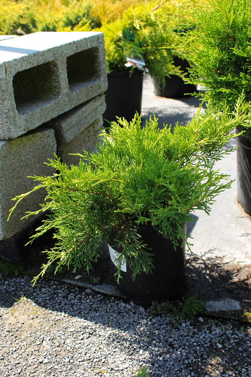 Genévrier de Chine ‘Old Gold’ ( Juniperus chinensis ‘Old Gold’)