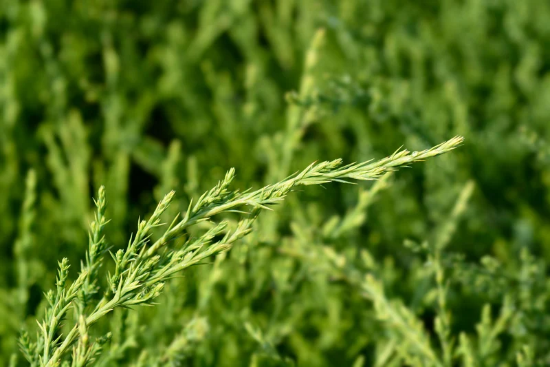 Genévrier de Chine ‘Mint Julep’ ( Juniperus chinensis ‘Mint Julep’)