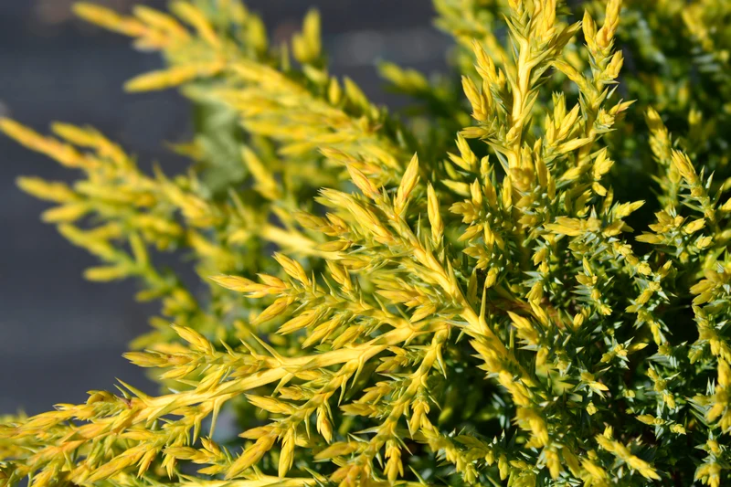 Genévrier de Chine ‘Gold Star’ ( Juniperus chinensis ‘Gold Star’)