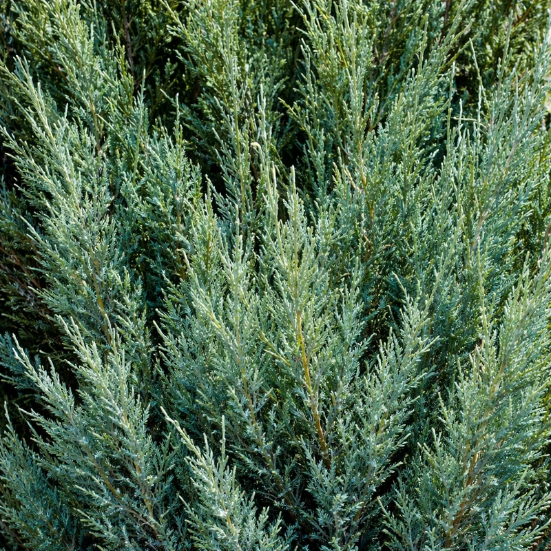 Genévrier de Chine ‘Blue Point’ ( Juniperus chinensis ‘Blue Point’)