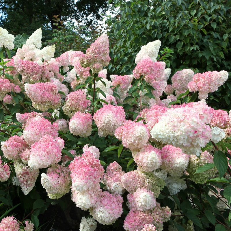 Hortensia paniculé ‘Vanille Fraise’ ( Hydrangea paniculata ‘Vanille Fraise’)
