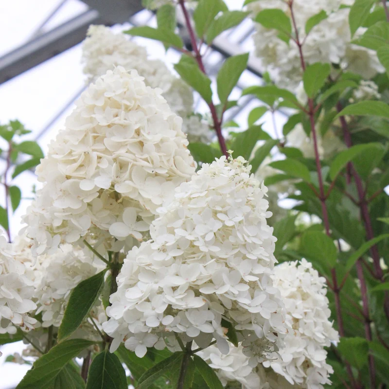 Hortensia paniculé ‘Sweet Summer’ ( Hydrangea paniculata ‘Sweet Summer’)