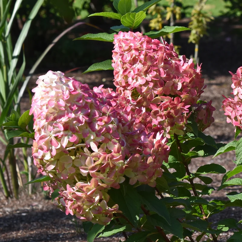 Hortensia paniculé ‘Quick Fire’ ( Hydrangea paniculata ‘Quick Fire’)