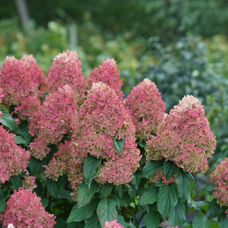 Hortensia paniculé ‘Quick Fire Fab’ ( Hydrangea paniculata ‘Quick Fire Fab’)