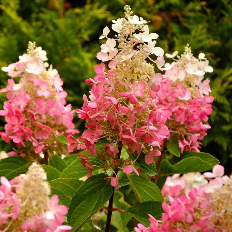 Hortensia paniculé ‘Pinky Winky’ ( Hydrangea paniculata ‘Pinky Winky’)