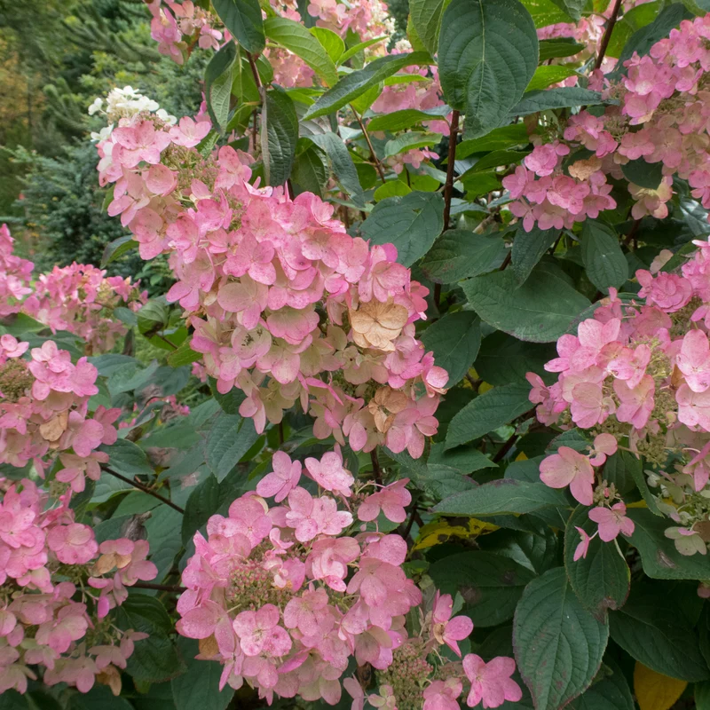 Hortensia paniculé ‘Pink Diamond’ ( Hydrangea paniculata ‘Pink Diamond’)