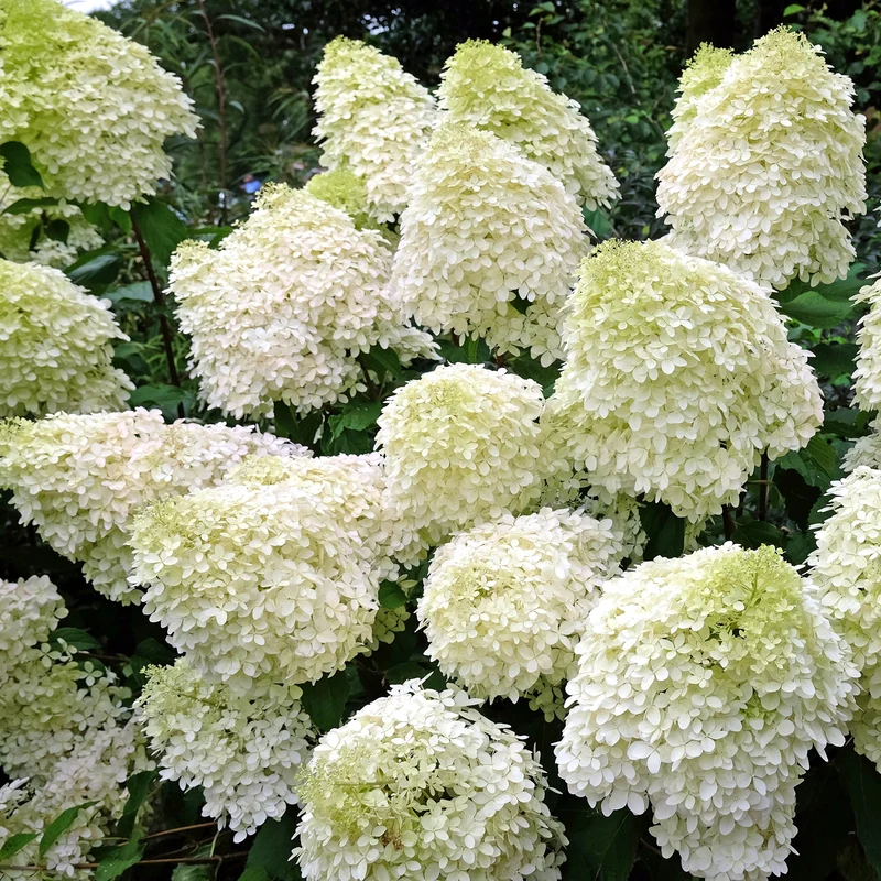 Hortensia paniculé ‘Phantom’ ( Hydrangea paniculata ‘Phantom’)