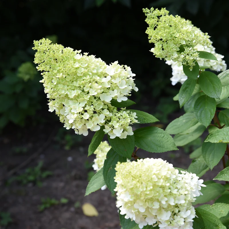 Hortensia paniculé ‘Moonrock’ ( Hydrangea paniculata ‘Moonrock’)