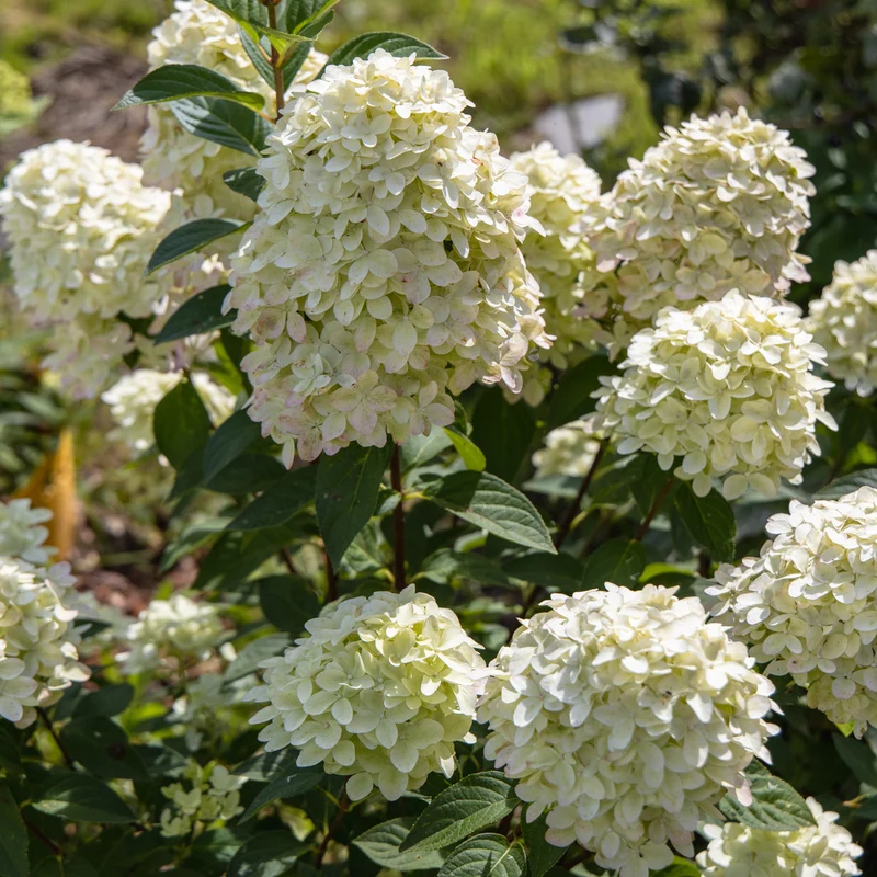 Hortensia paniculé ‘Magical Candle’ ( Hydrangea paniculata ‘Magical Candle’)