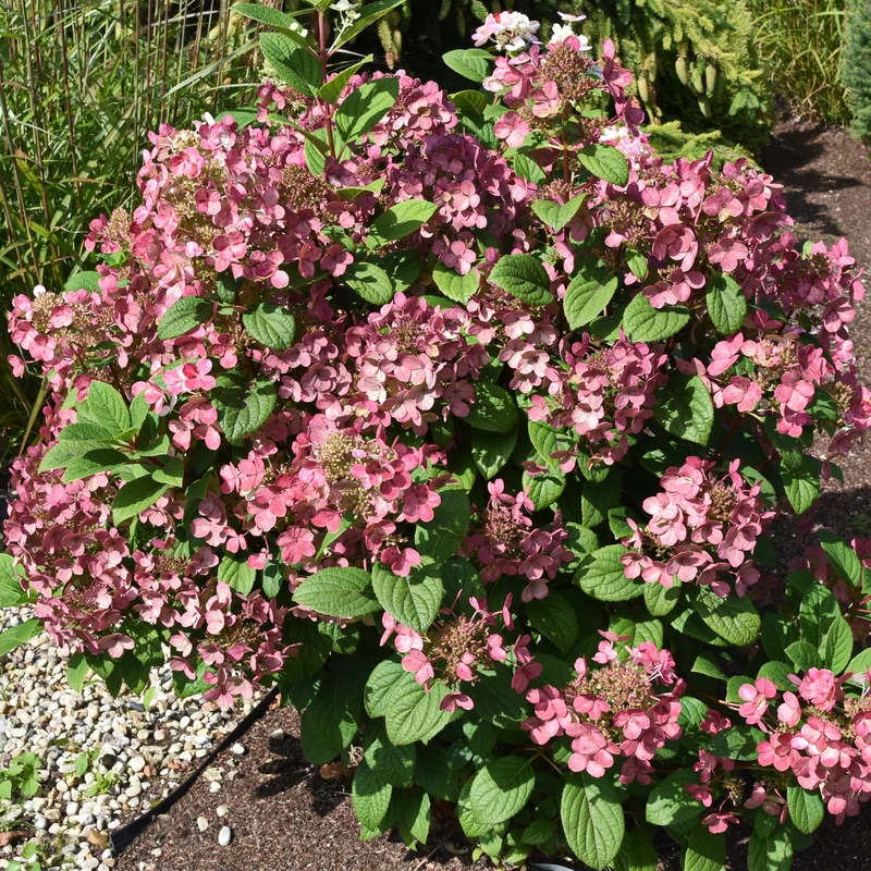 Hortensia paniculé ‘Little Quick Fire’ ( Hydrangea paniculata ‘Little Quick Fire’)