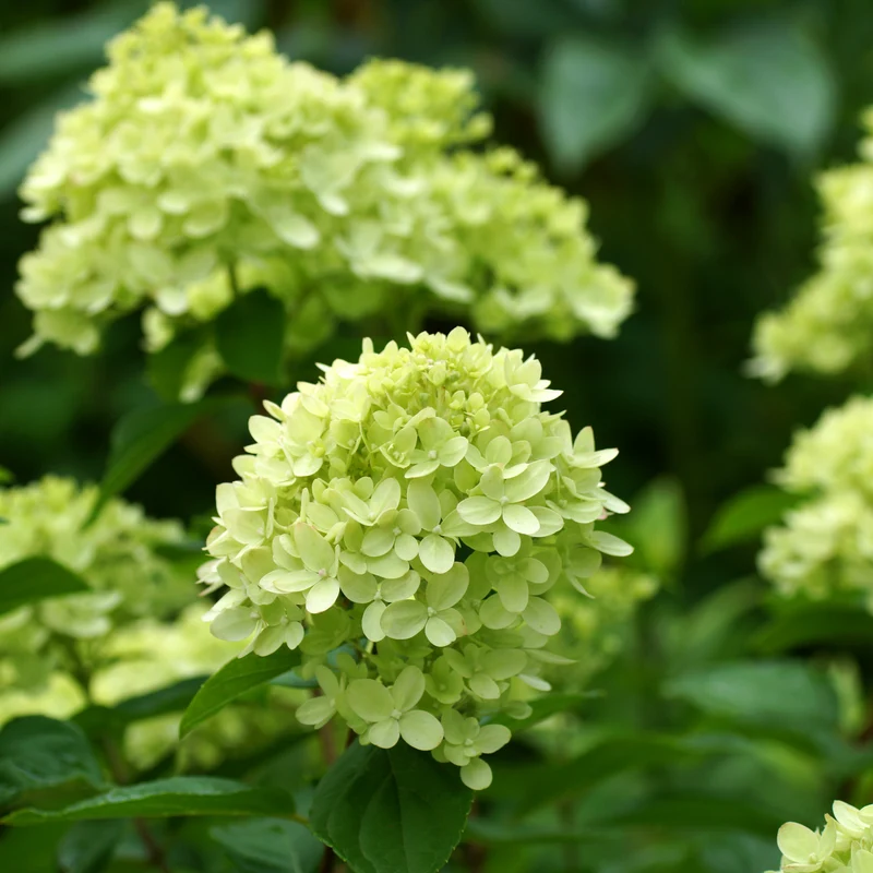 Hortensia paniculé ‘Little Lime’ ( Hydrangea paniculata ‘Little Lime’)