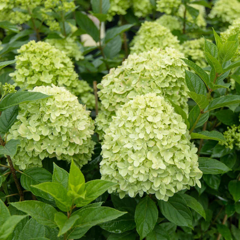 Hortensia paniculé ‘Limelight’ ( Hydrangea paniculata ‘Limelight’)