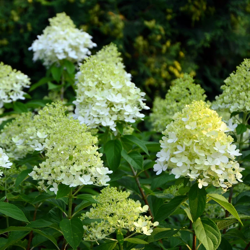 Hortensia paniculé ‘Limelight Prime’ ( Hydrangea paniculata ‘Limelight Prime’)