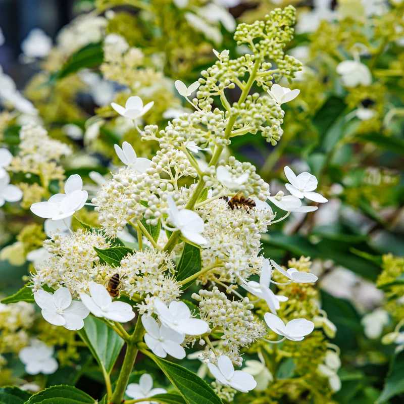 Hortensia paniculé ‘Kyushu’ ( Hydrangea paniculata ‘Kyushu’)
