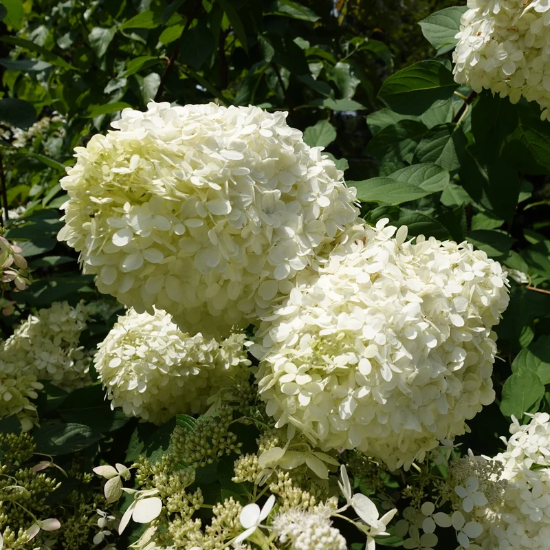 Hortensia paniculé ‘Grandiflora’ ( Hydrangea paniculata ‘Grandiflora’)
