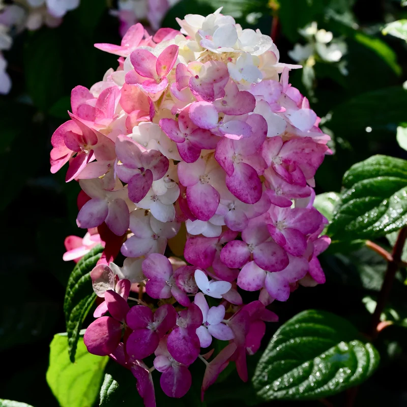 Hortensia paniculé ‘Fire Light’ ( Hydrangea paniculata ‘Fire Light’)
