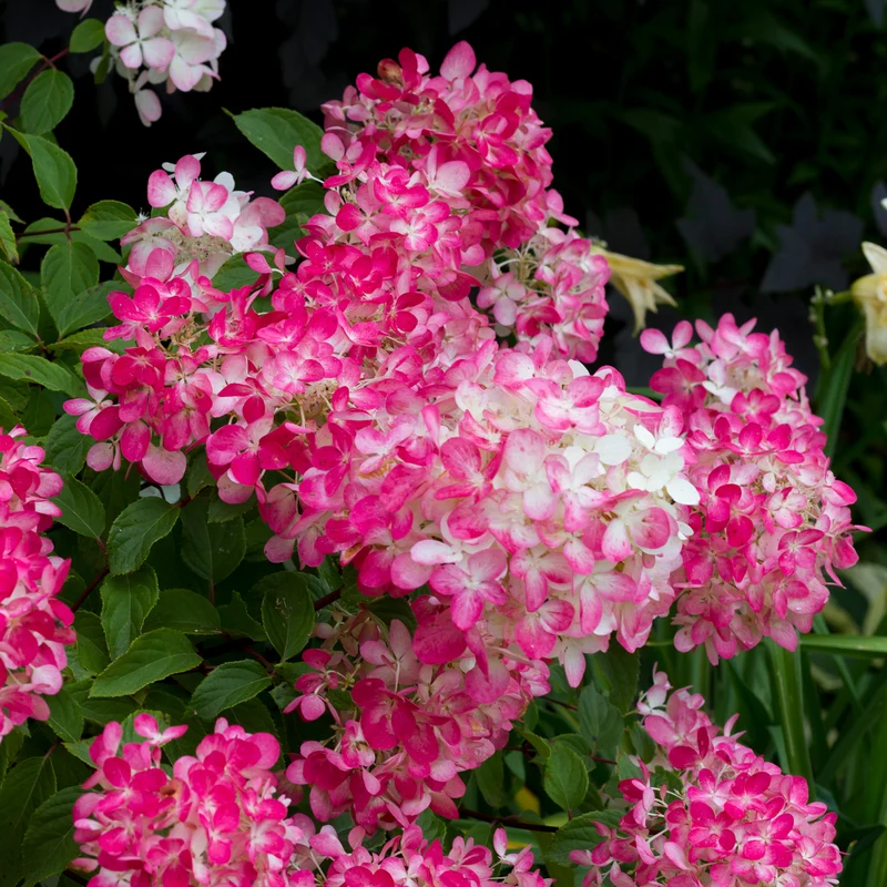 Hortensia paniculé ‘Diamant Rouge’ ( Hydrangea paniculata ‘Diamant Rouge’)