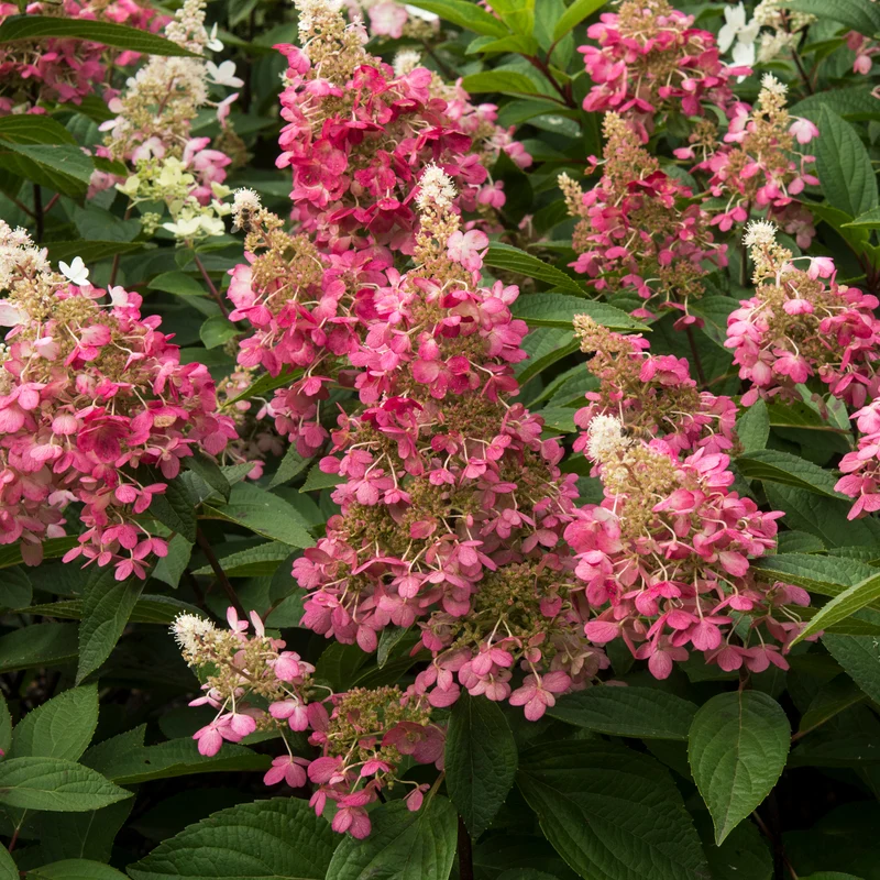 Hortensia paniculé ‘Candlelight’ ( Hydrangea paniculata ‘Candlelight’)