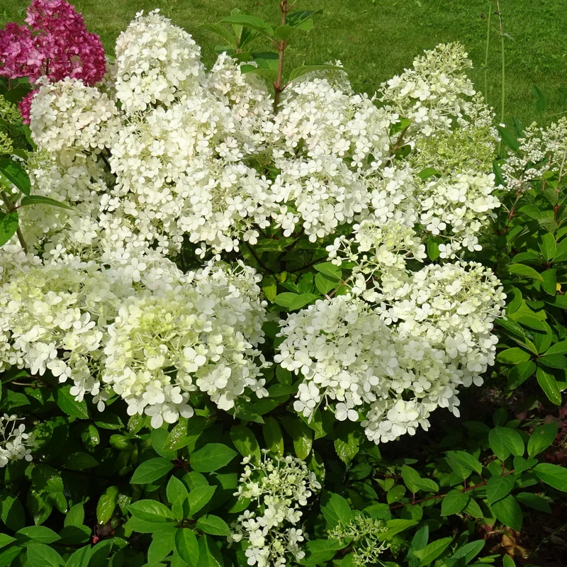 Hydrangée paniculée ‘Bombshell’ ( Hydrangea paniculata ‘Bombshell’)