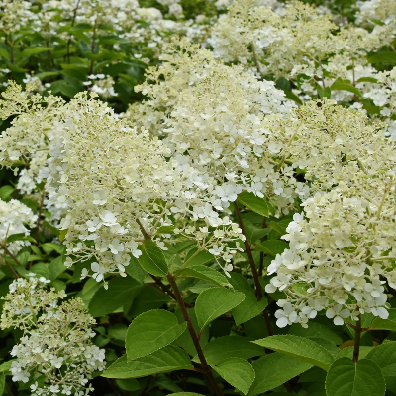 Hortensia paniculé ‘Bobo’ ( Hydrangea paniculata ‘Bobo’)