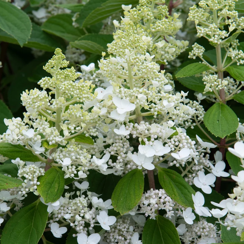 Hortensia paniculé ‘Baby Lace’ ( Hydrangea paniculata ‘Baby Lace’)