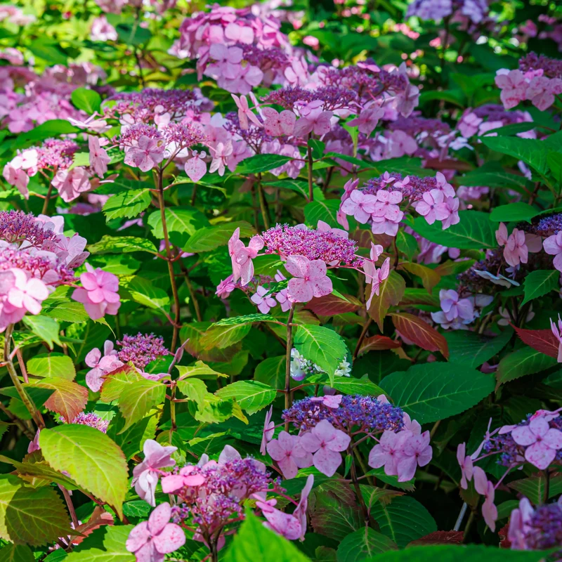 Hydrangée à grandes feuilles ‘Twist-N-Shout’ ( Hydrangea macrophylla ‘Twist-N-Shout’)