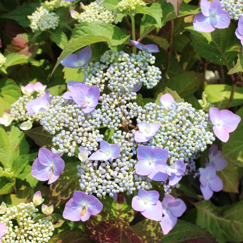 Hydrangée à grandes feuilles ‘Twist-N-Shout’ ( Hydrangea macrophylla ‘Twist-N-Shout’)