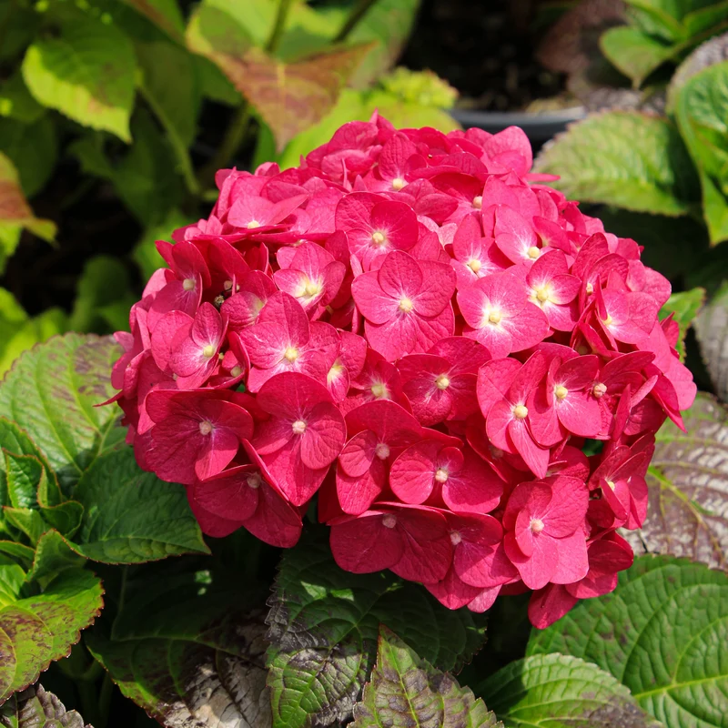 Hortensia ‘Summer Crush’ ( Hydrangea macrophylla ‘Summer Crush’)