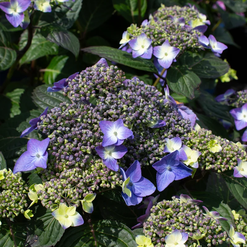 Hortensia ‘Pop Star’ ( Hydrangea macrophylla ‘Pop Star’)