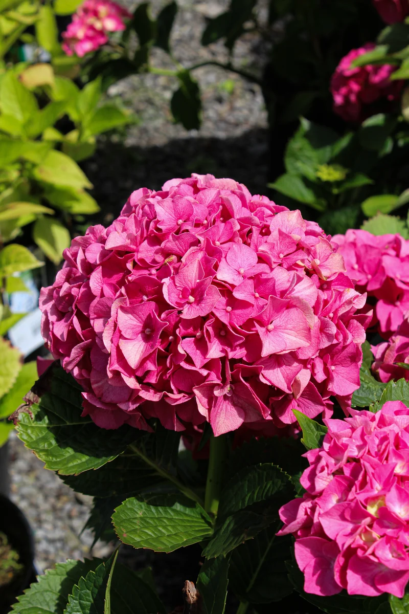Hortensia ‘Masja’ ( Hydrangea macrophylla ‘Masja’)