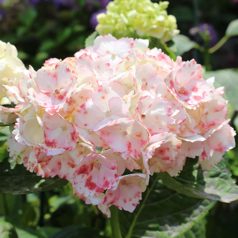 Hortensia ‘Grin & Tonic’ ( Hydrangea macrophylla ‘Grin & Tonic’)