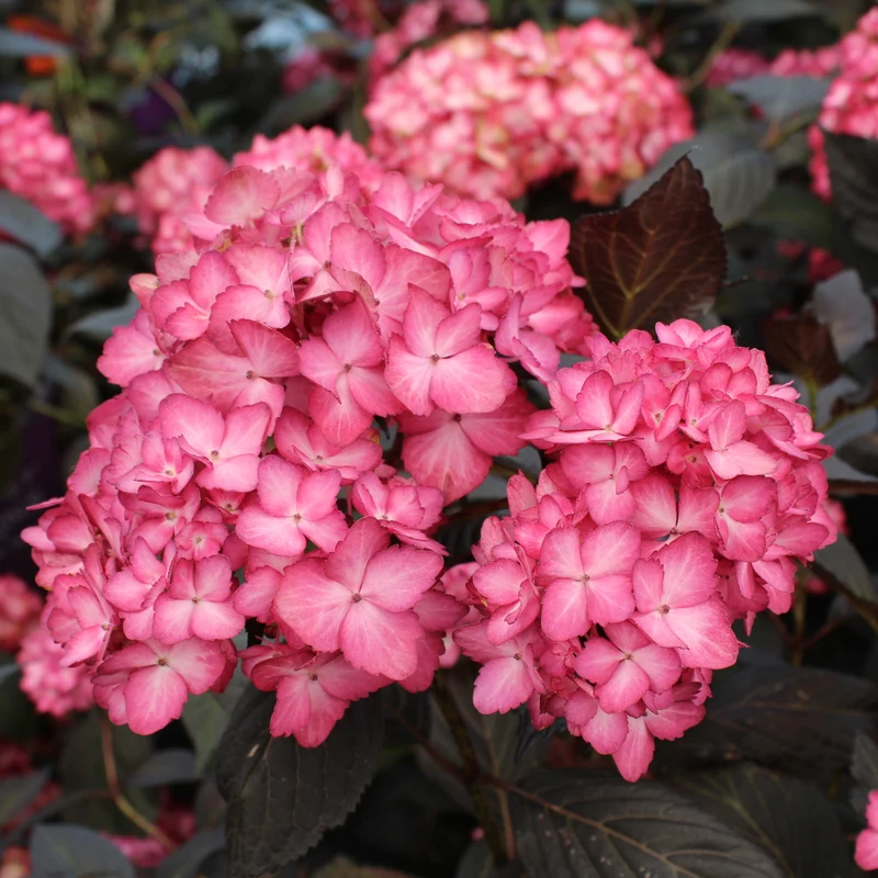 Hortensia ‘Eclipse’ ( Hydrangea macrophylla ‘Eclipse’)