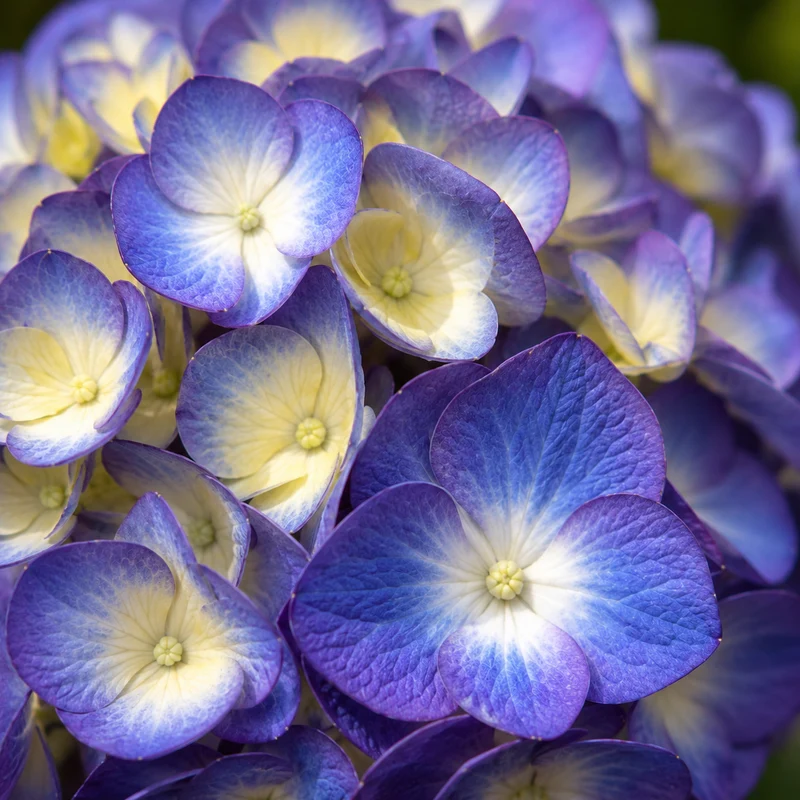 Hortensia ‘BloomStruck’ ( Hydrangea macrophylla ‘BloomStruck’)