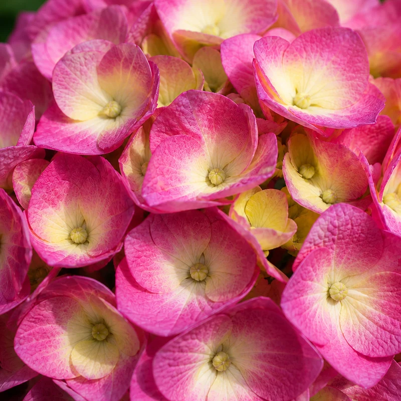 Hortensia ‘BloomStruck’ ( Hydrangea macrophylla ‘BloomStruck’)