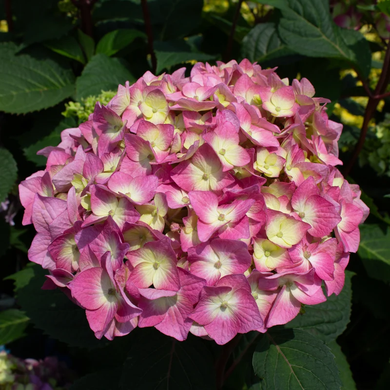 Hortensia ‘BloomStruck’ ( Hydrangea macrophylla ‘BloomStruck’)