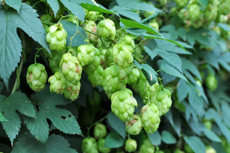 Houblon ‘Mt. Hood’ ( Humulus lupulus ‘Mt. Hood’)