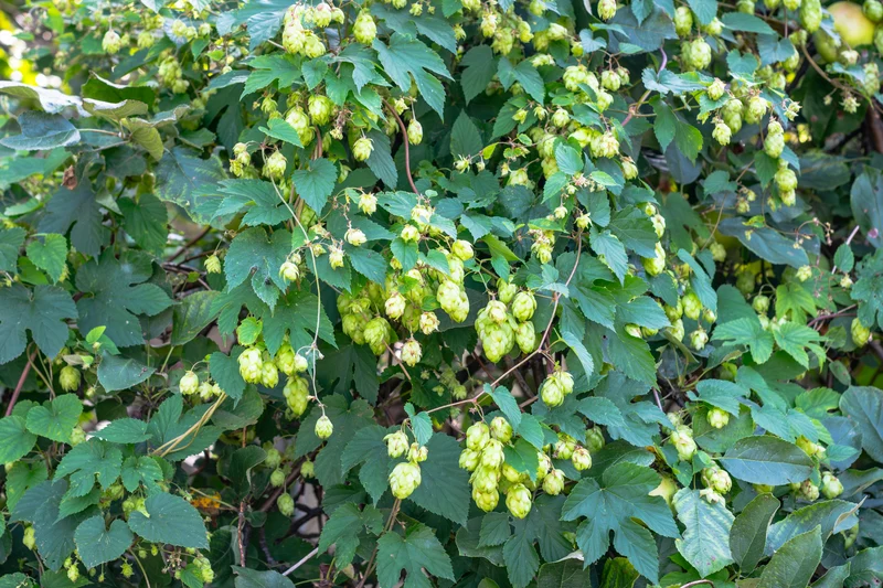 Houblon ( Humulus lupulus )