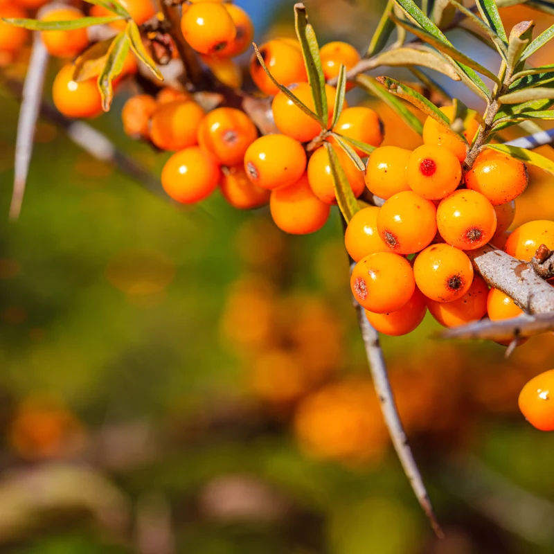Argousier mâle ‘Pollmix’ ( Hippophae rhamnoides ‘Pollmix’)