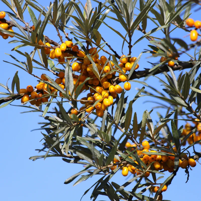 Argousier ‘Leikora’ ( Hippophae rhamnoides ‘Leikora’)