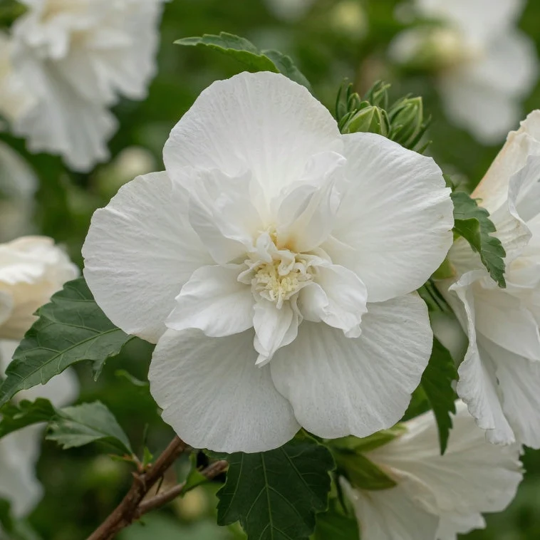 Hibiscus de Syrie ‘White Chiffon’ ( Hibiscus syriacus ‘White Chiffon’)