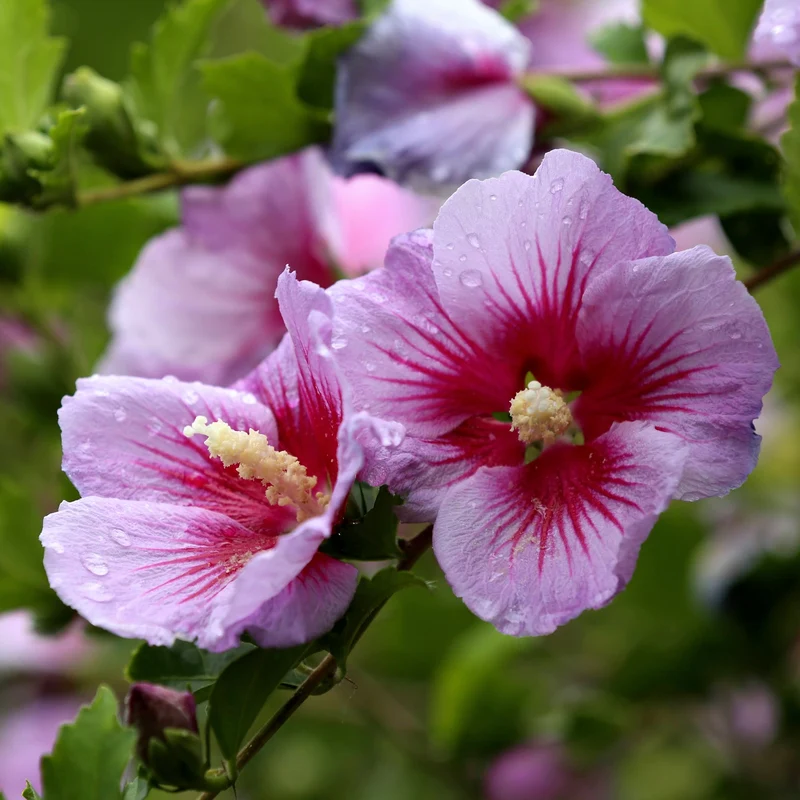 Hibiscus ‘Orchid Satin’ ( Hibiscus syriacus ‘Orchid Satin’)