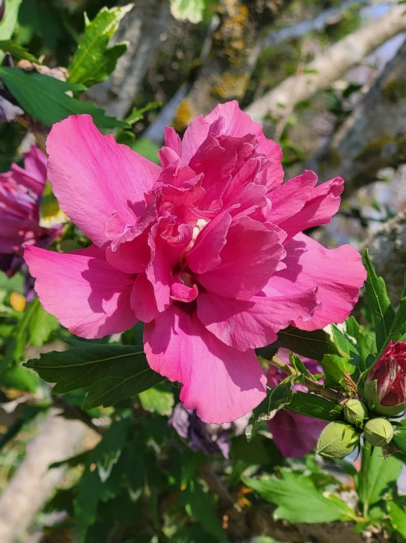 Hibiscus ‘Lucy’ ( Hibiscus syriacus ‘Lucy’)